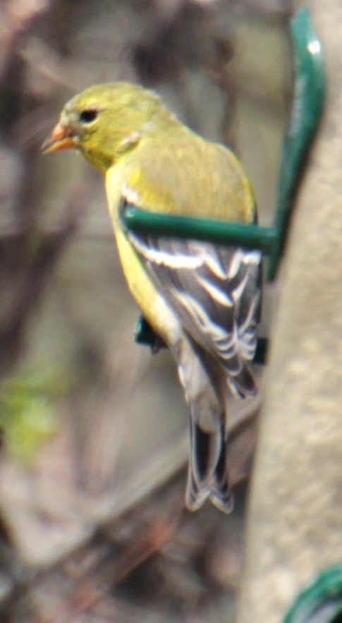 American Goldfinch - ML617944628