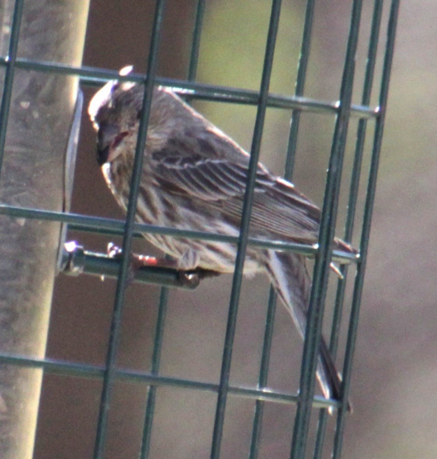 House Finch - ML617944651