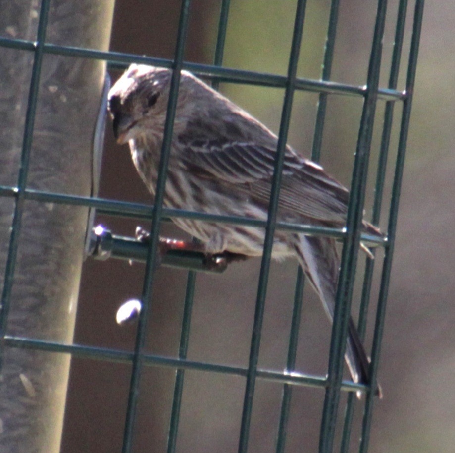 House Finch - ML617944652