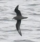 Murphy's Petrel - ML617944684