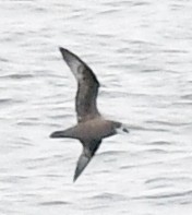 Murphy's Petrel - ML617944687