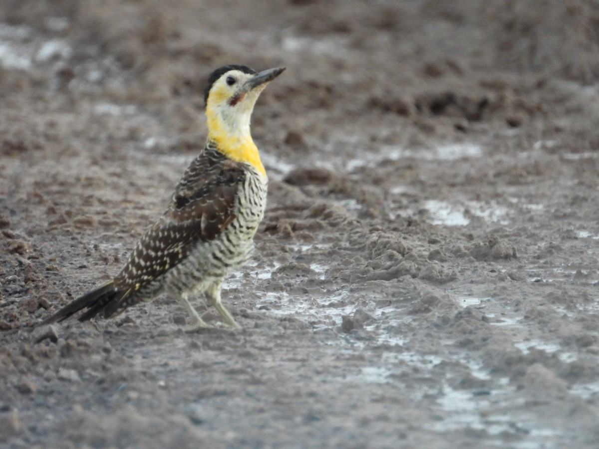 Campo Flicker - Más Aves