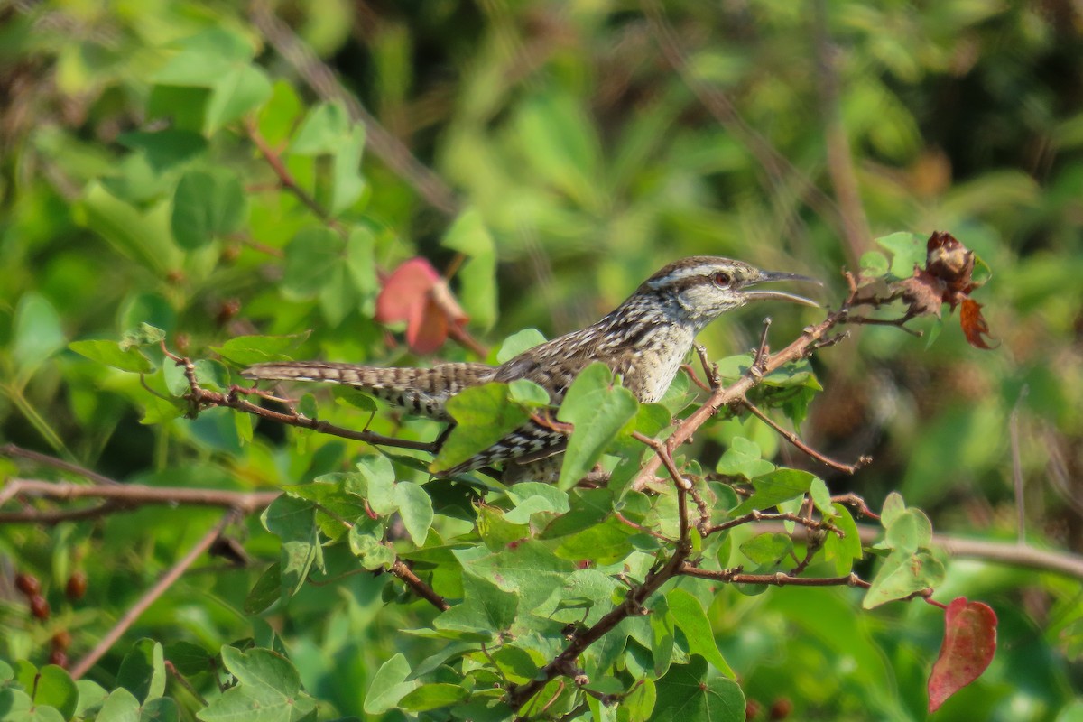 Yucatan Wren - ML617944731