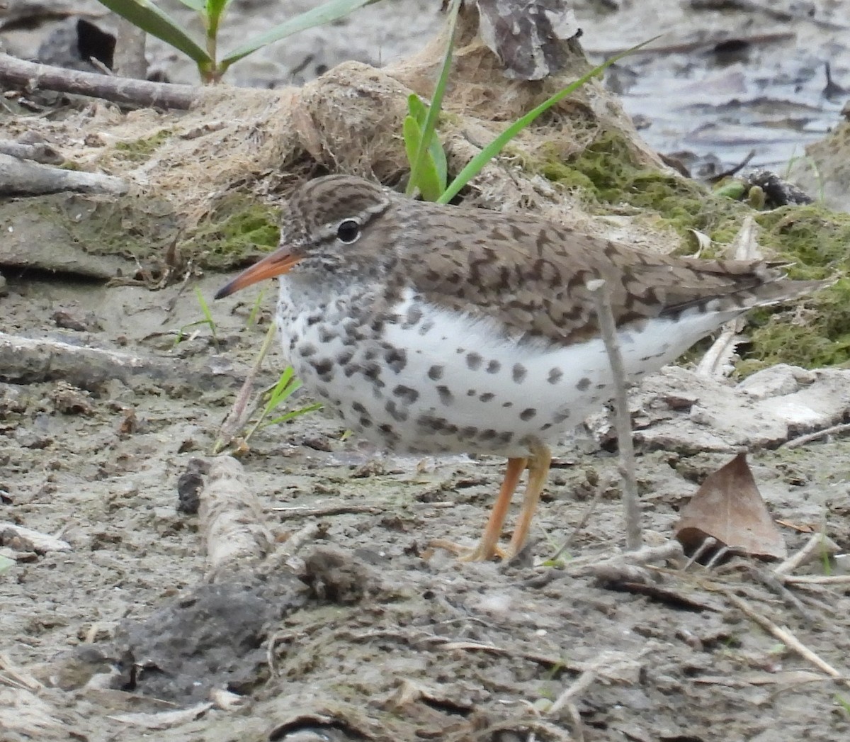 Spotted Sandpiper - Karen Carbiener