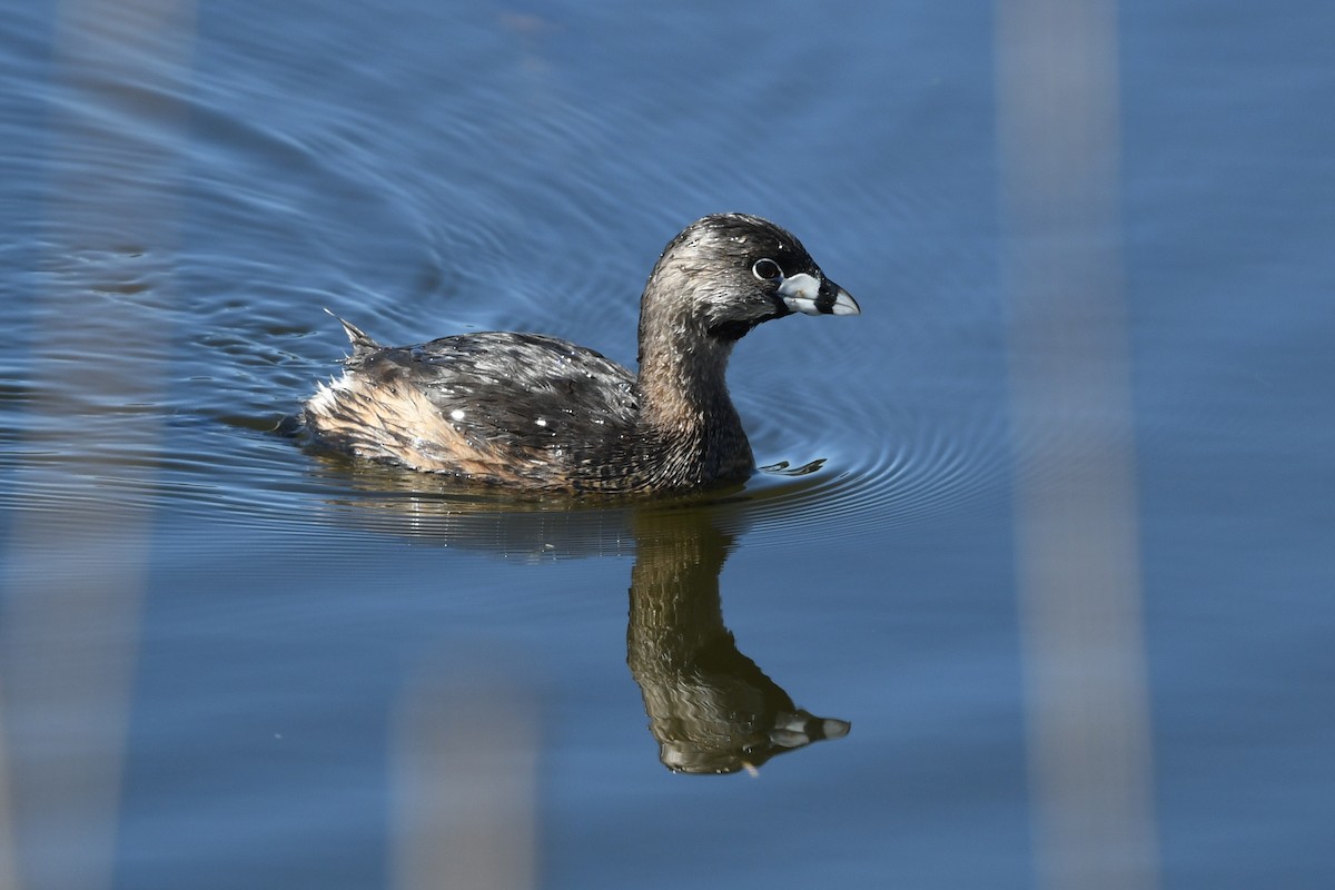 Pied-billed Grebe - Pierre LeBlanc