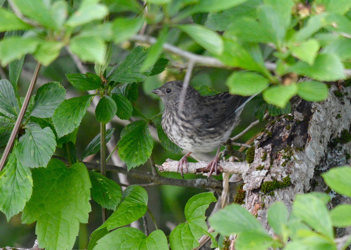 Junco Ojioscuro (hyemalis/carolinensis) - ML61794481