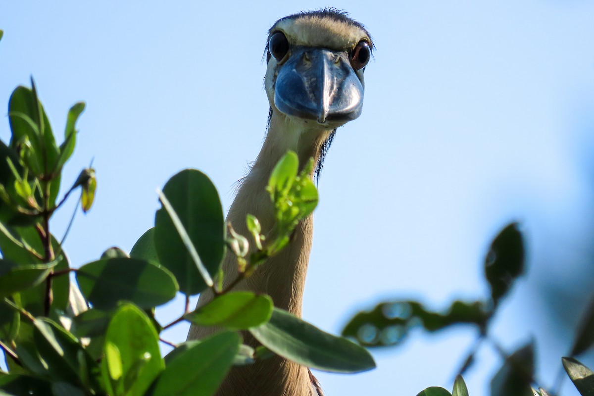 Boat-billed Heron - ML617944868