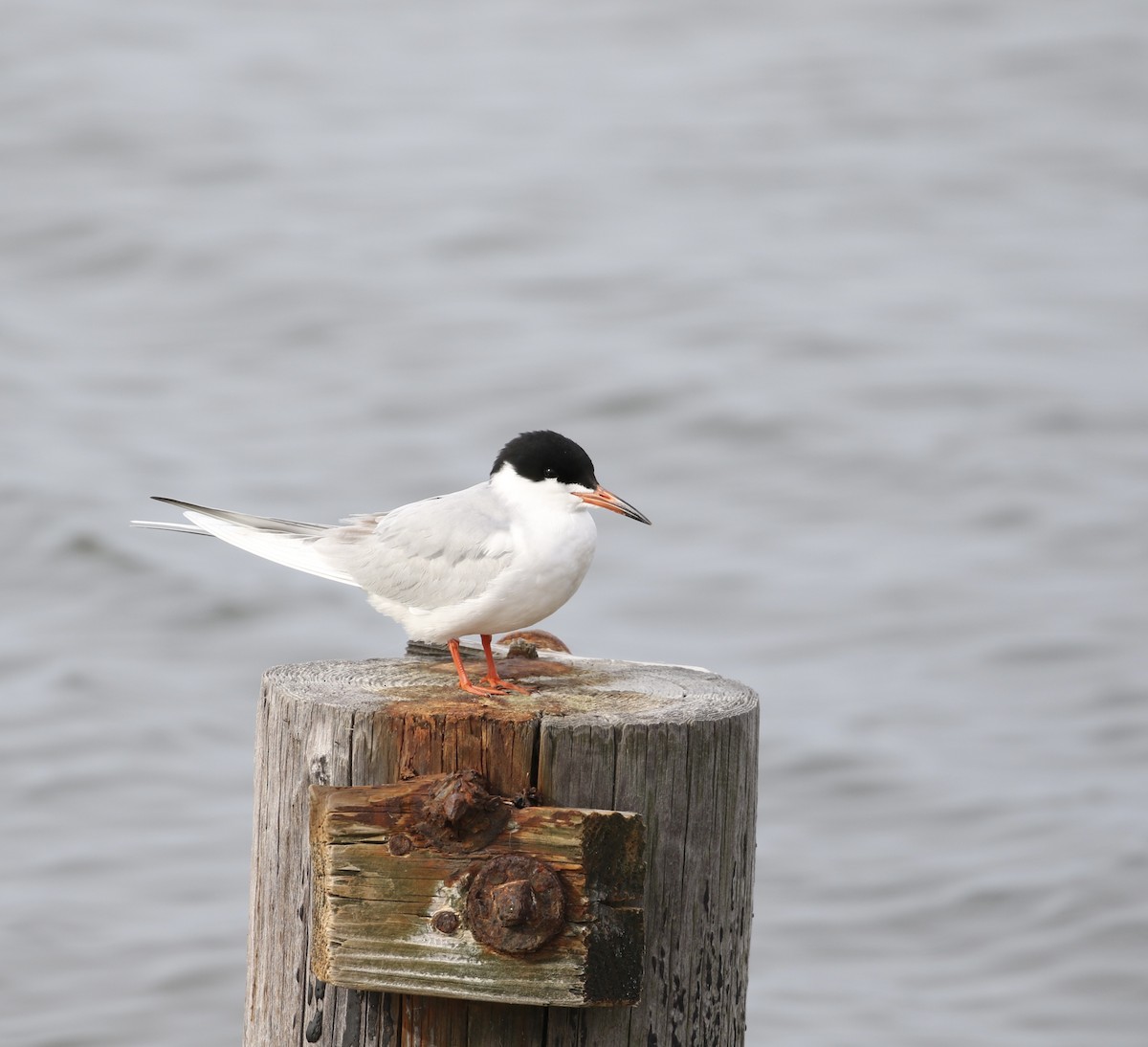 Forster's Tern - Anthony V. Ciancimino