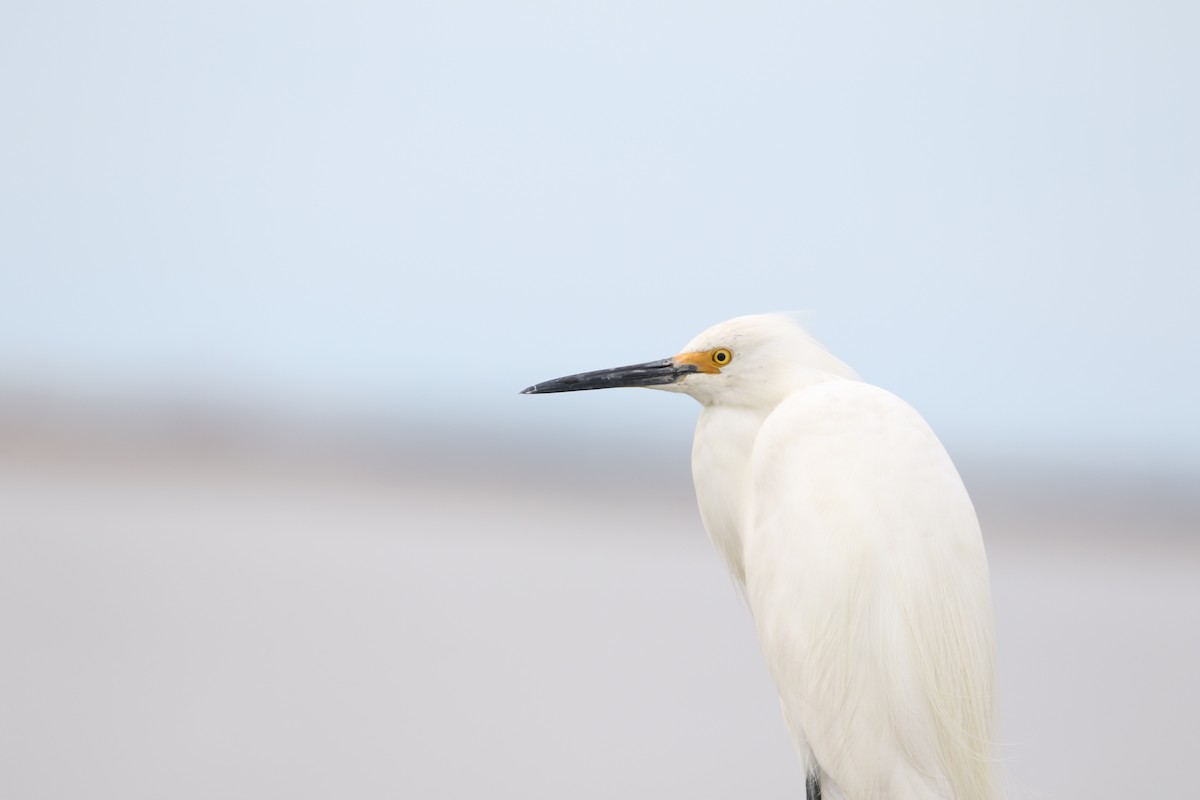 Snowy Egret - Anthony V. Ciancimino