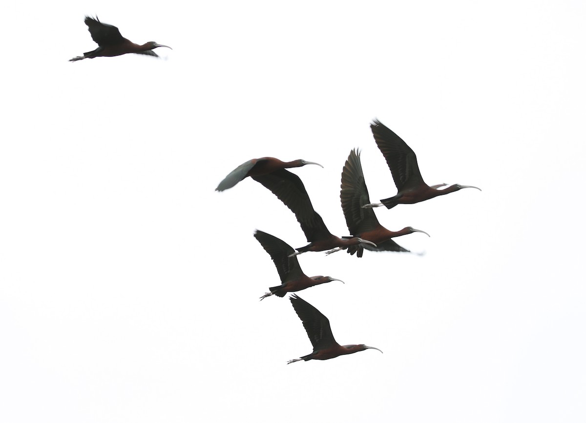 Glossy Ibis - Anthony V. Ciancimino