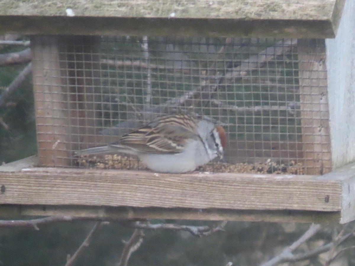 Chipping Sparrow - Bill Winsor