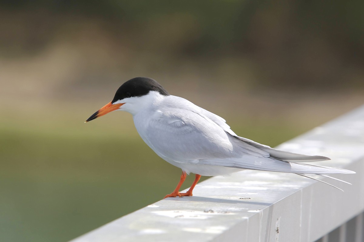 Forster's Tern - ML617944954