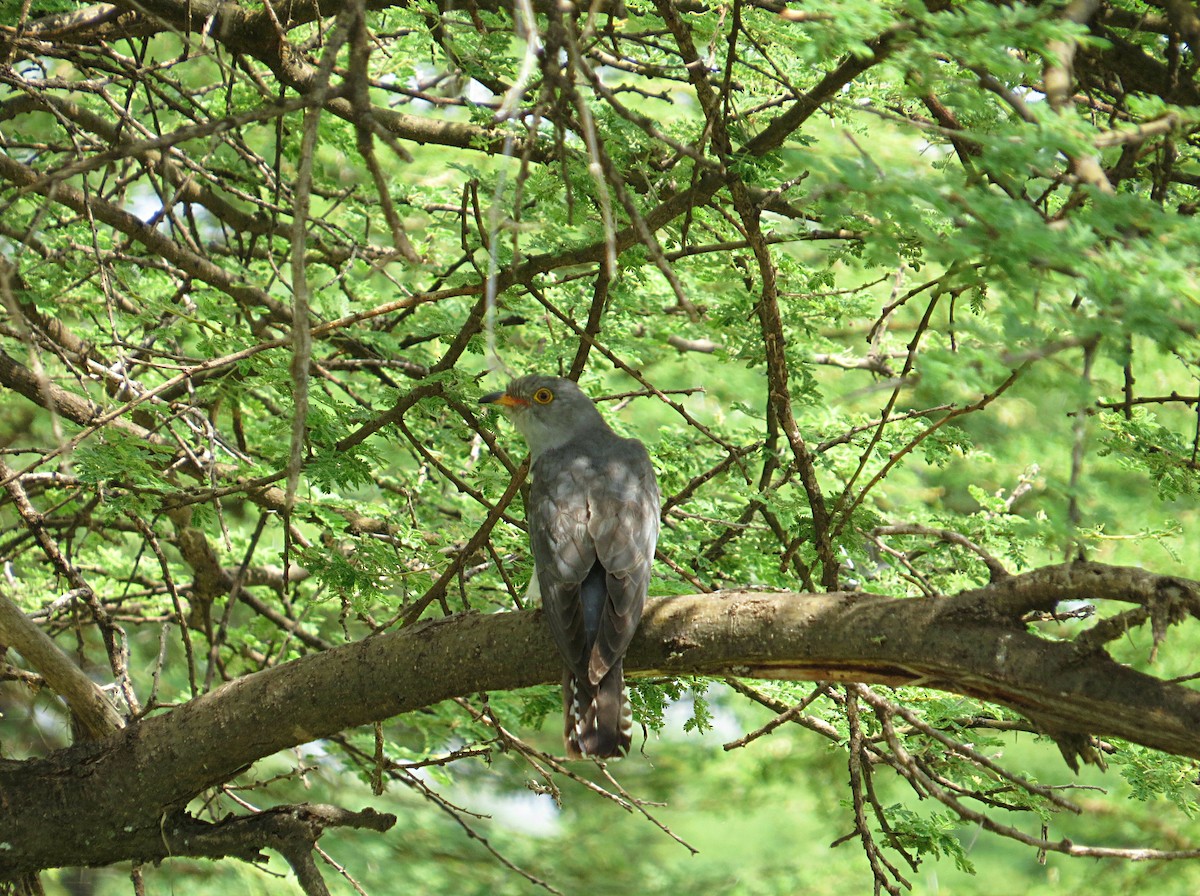 African Cuckoo - Andrew Cauldwell