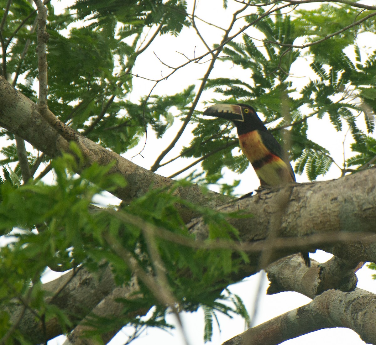 Collared Aracari - ML617945003