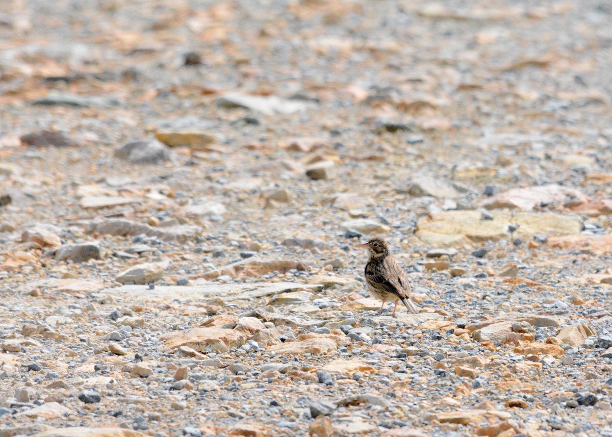 Vesper Sparrow - ML61794501