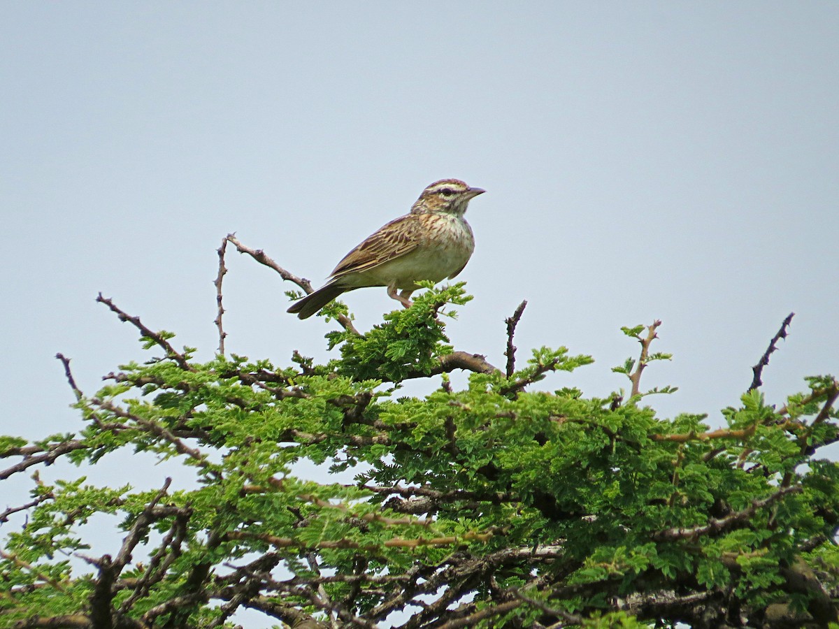 Fawn-colored Lark - ML617945021