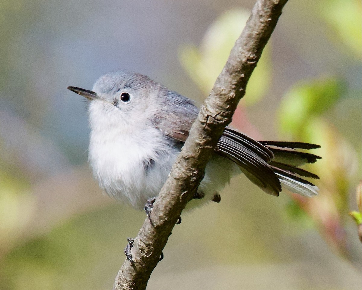 Blue-gray Gnatcatcher - ML617945031