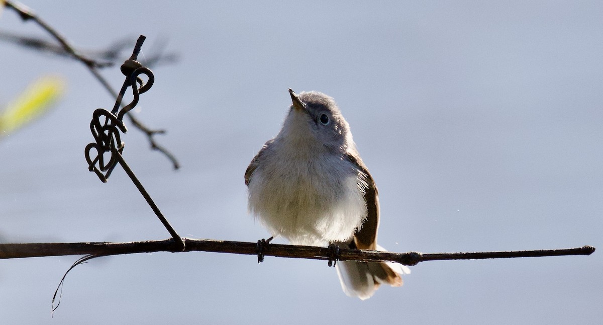 Blue-gray Gnatcatcher - ML617945033