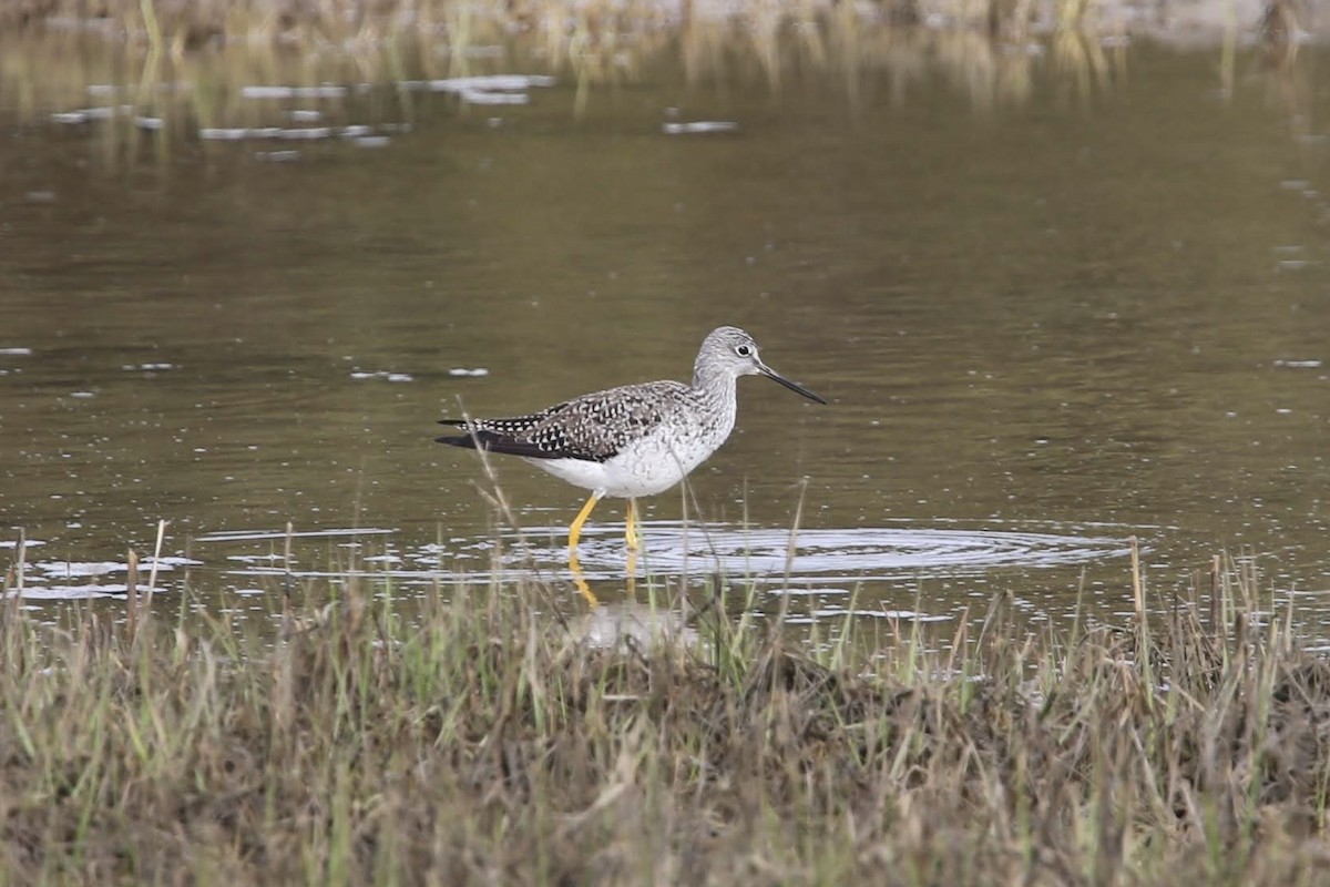 Greater Yellowlegs - ML617945042