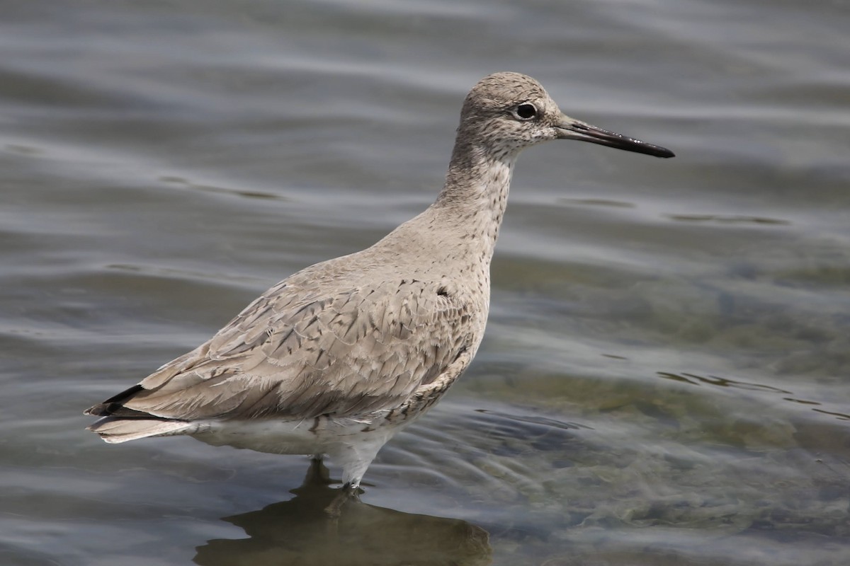 Willet - ML617945045