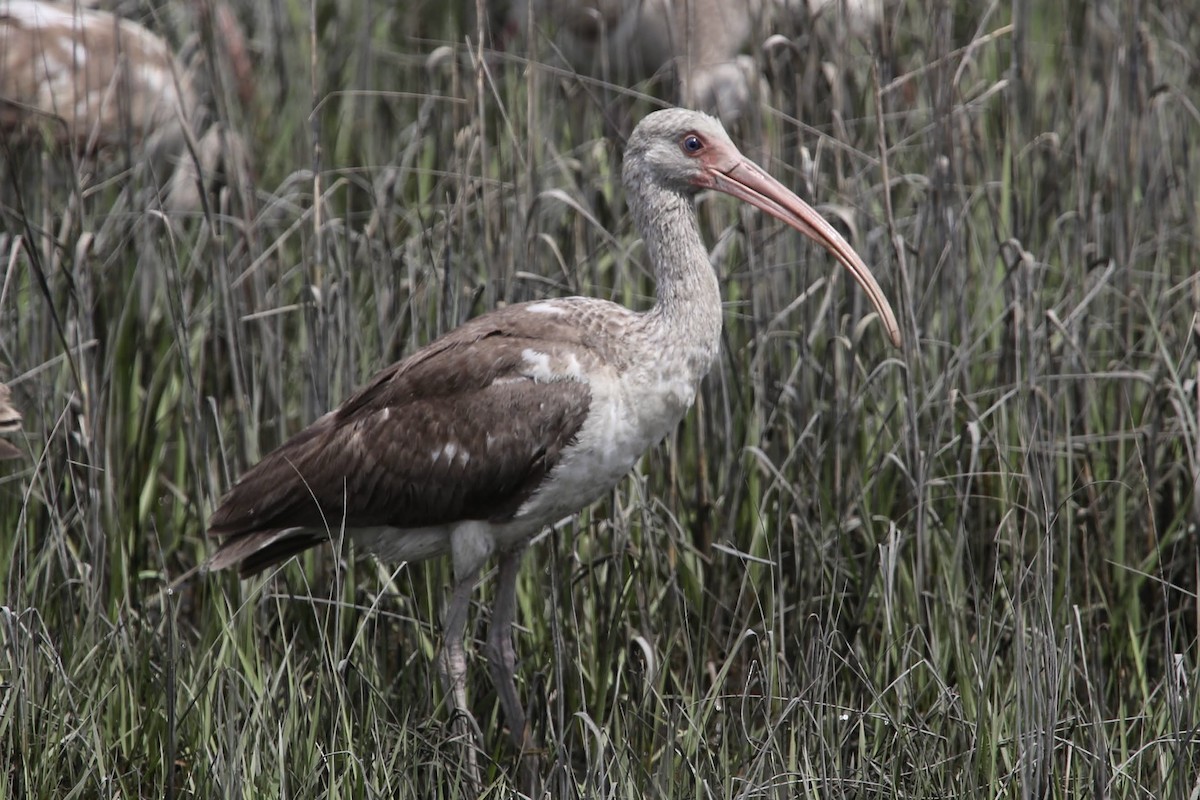 White Ibis - ML617945055