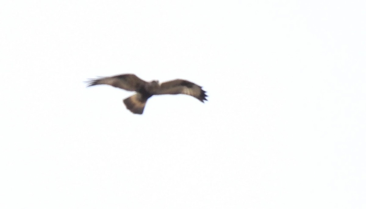 Rough-legged Hawk - ML617945068