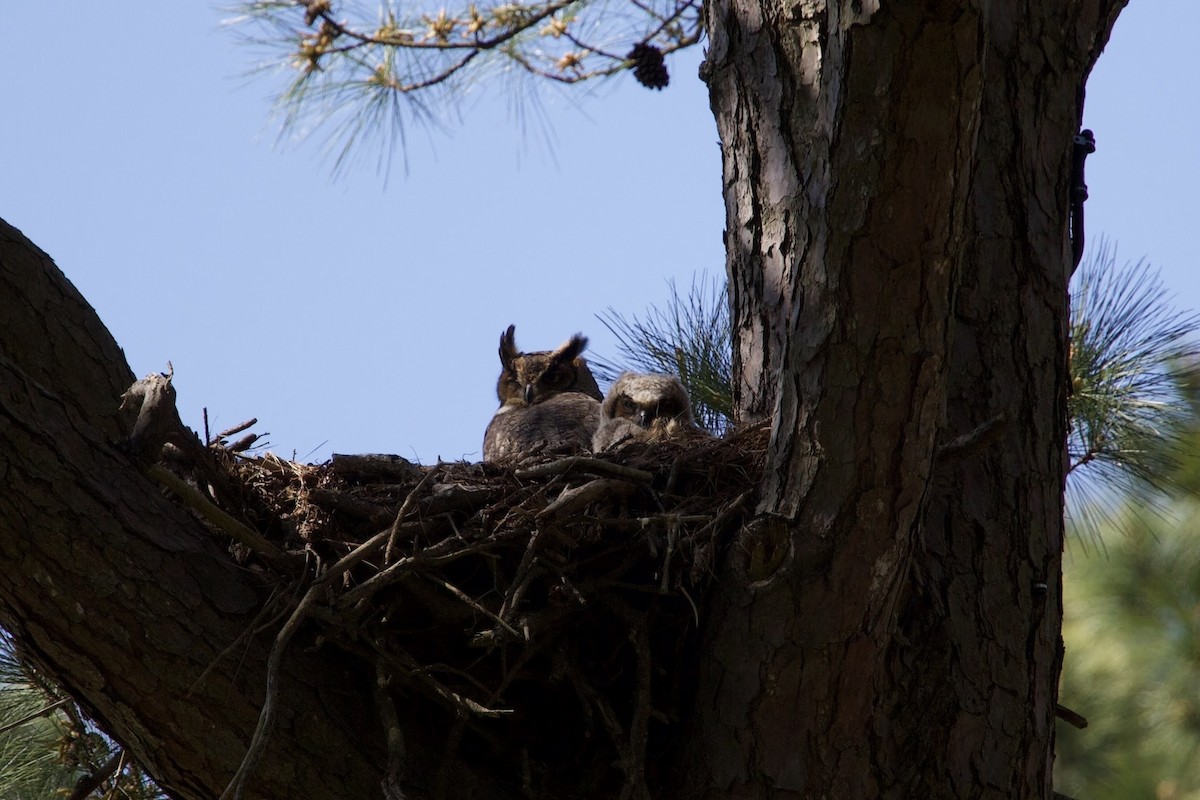 Great Horned Owl - ML617945080