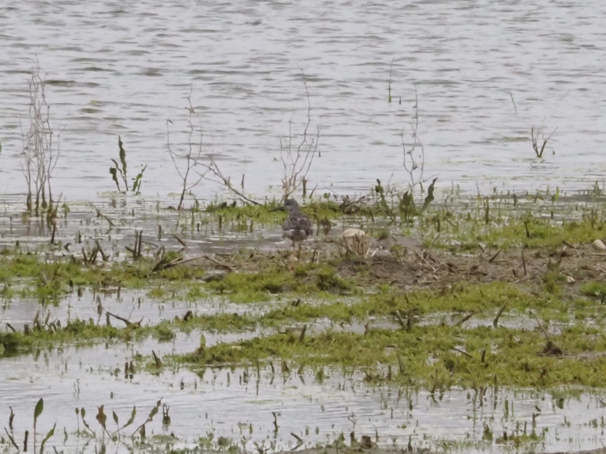 Greater Yellowlegs - ML617945089