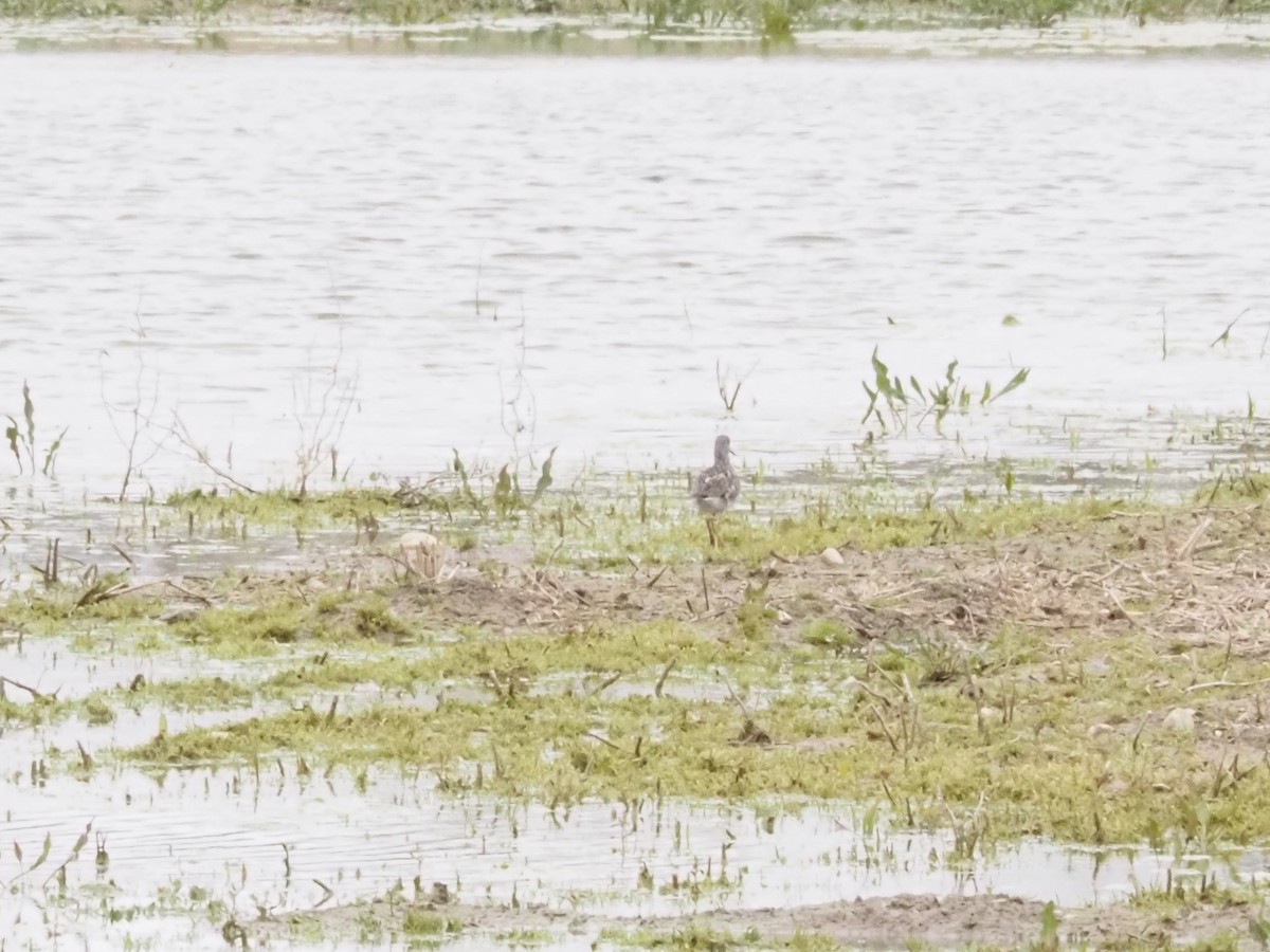 Greater Yellowlegs - ML617945092