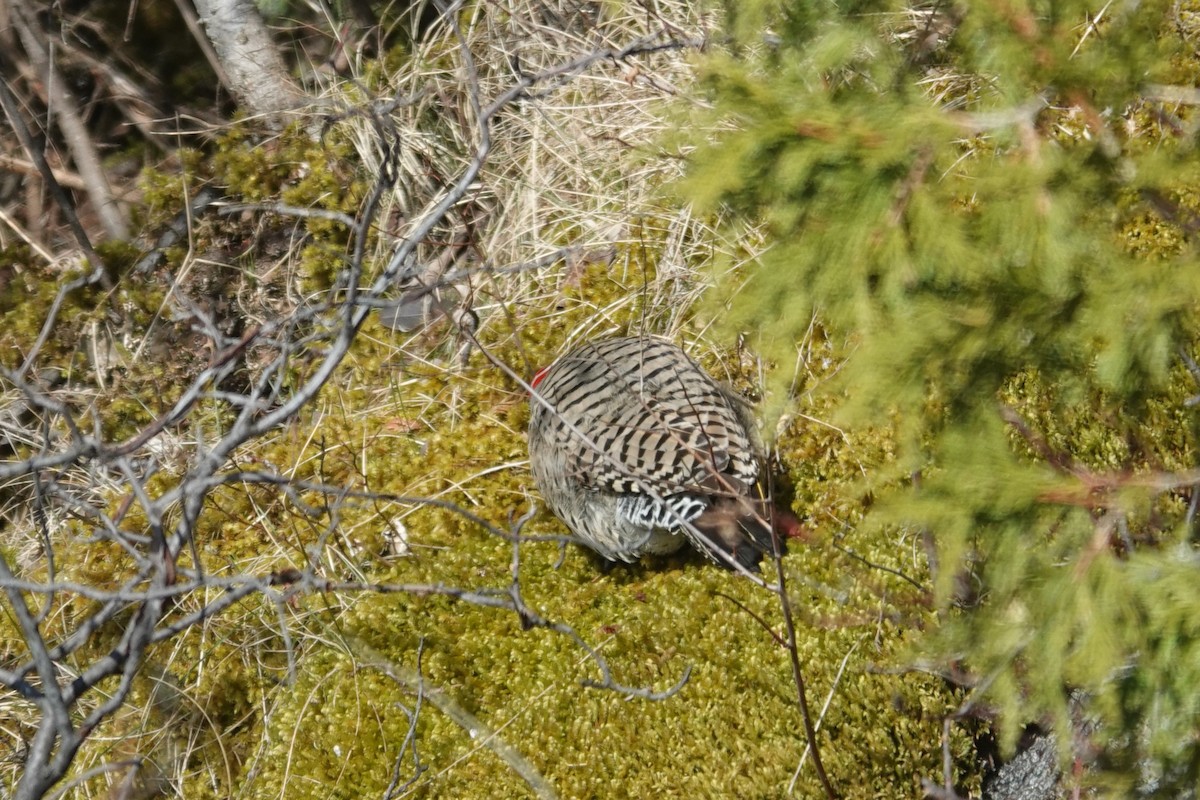 Northern Flicker - ML617945105