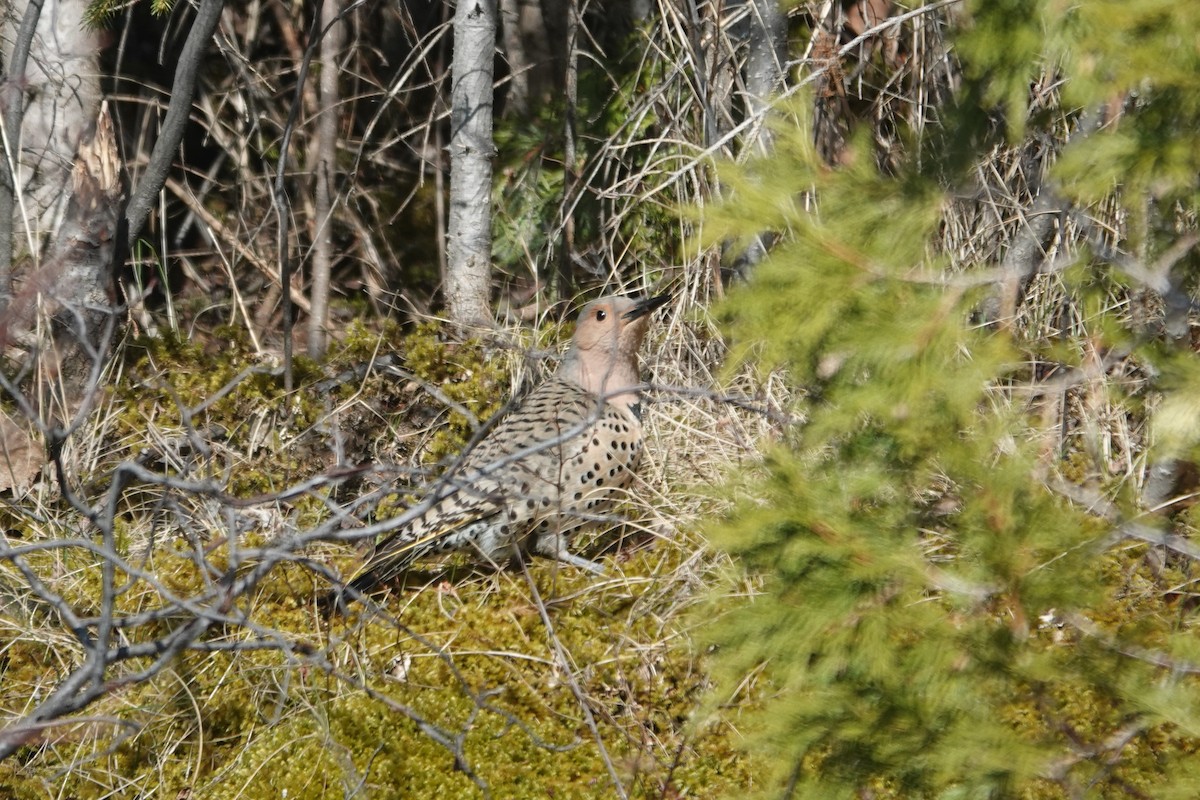 Northern Flicker - ML617945108