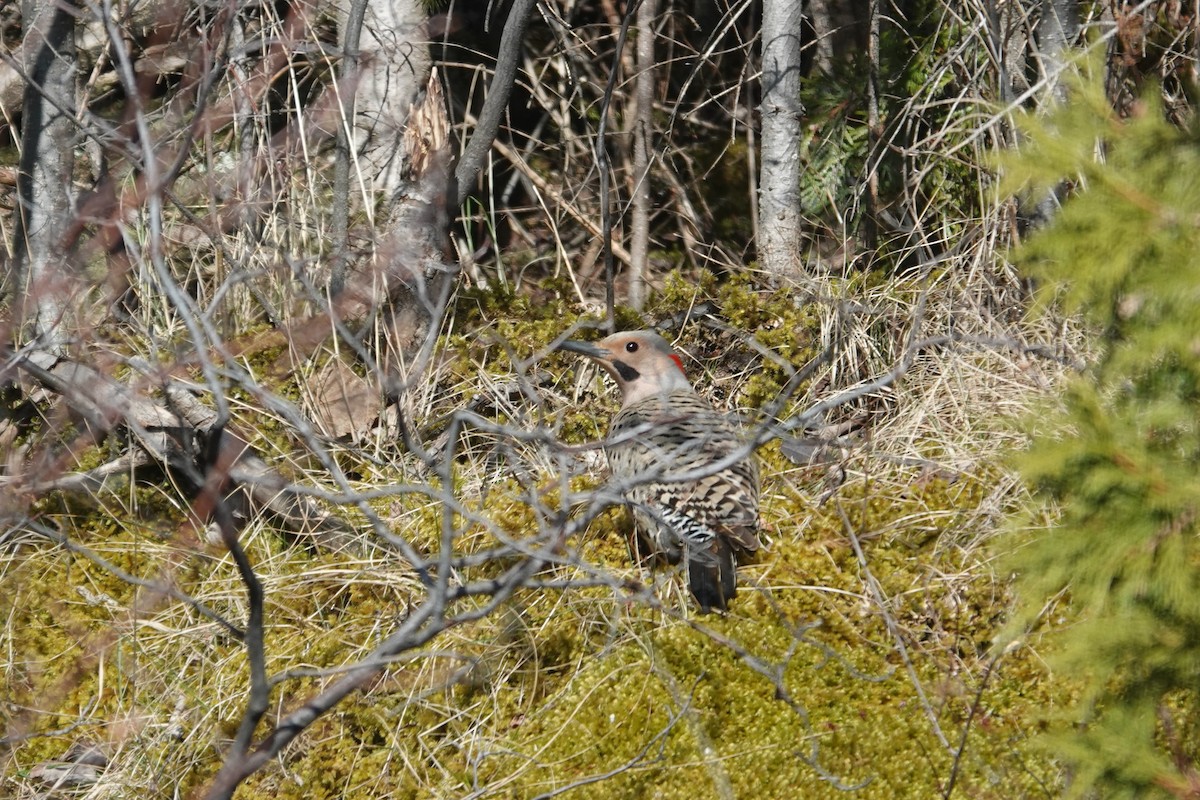 Northern Flicker - ML617945113