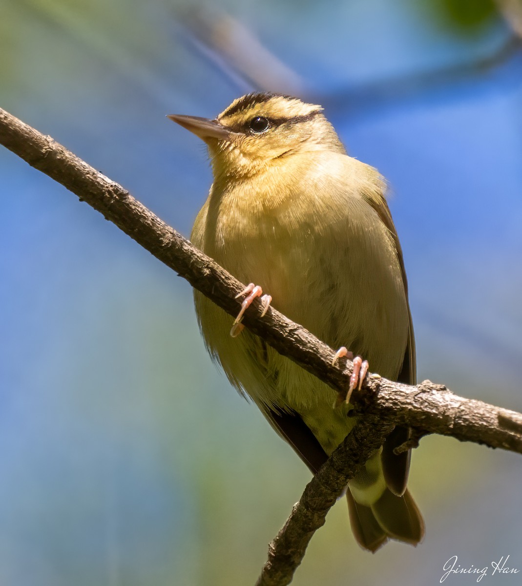 Worm-eating Warbler - Jining Han