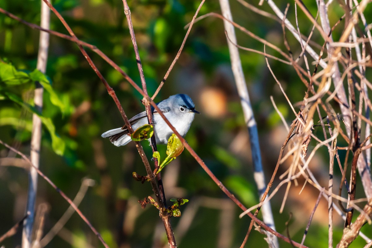 Blue-gray Gnatcatcher - Scott Record