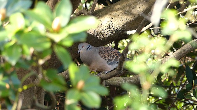 Oriental Turtle-Dove - ML617945160