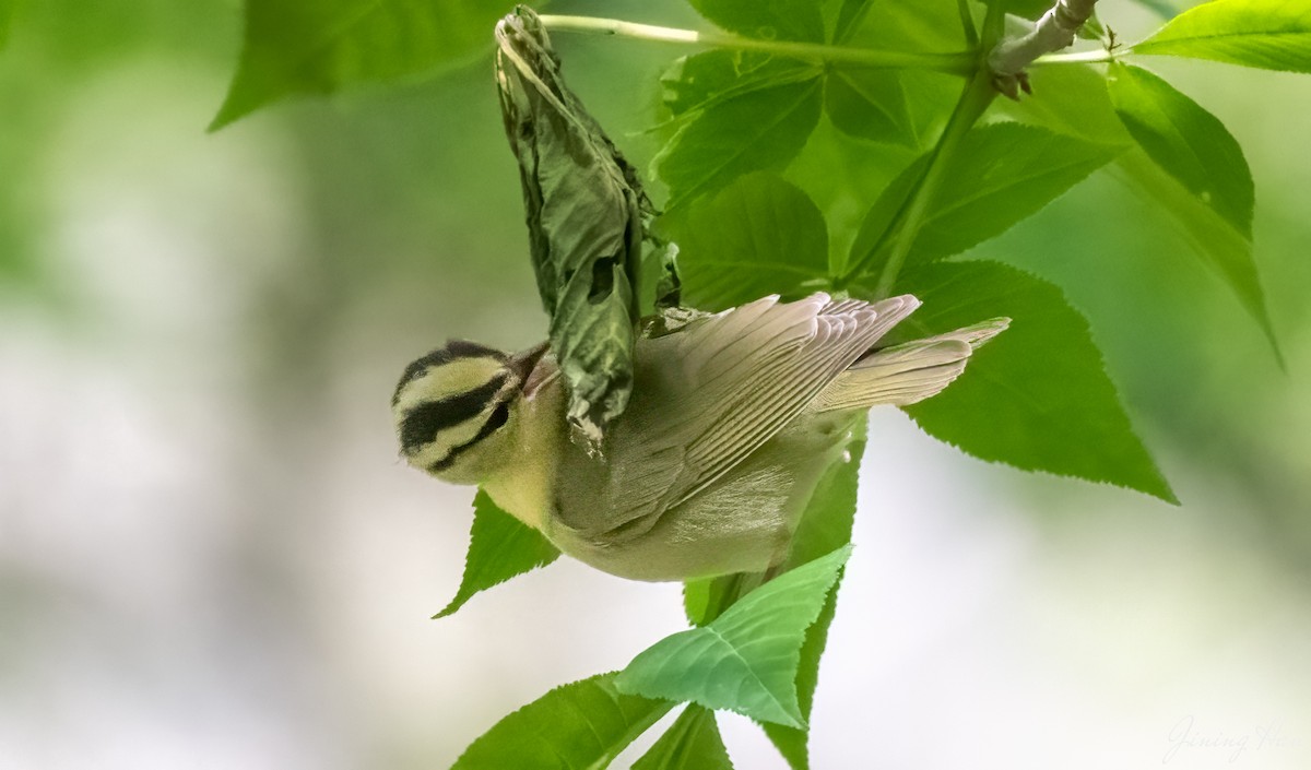 Worm-eating Warbler - ML617945162