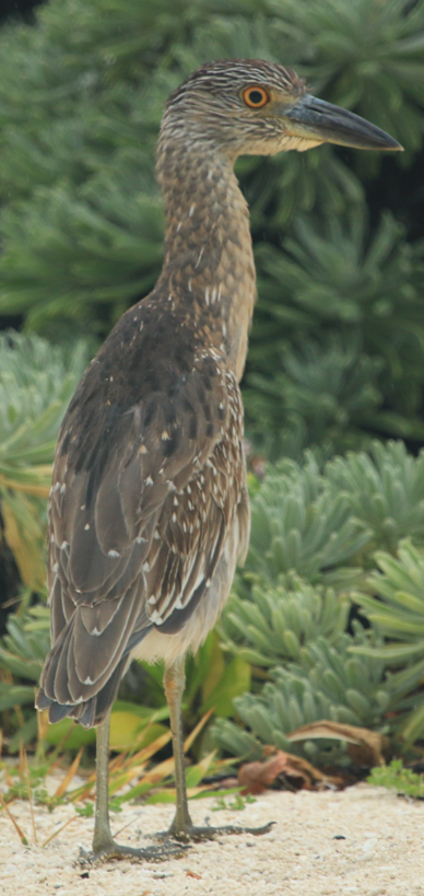 Yellow-crowned Night Heron - ML617945164