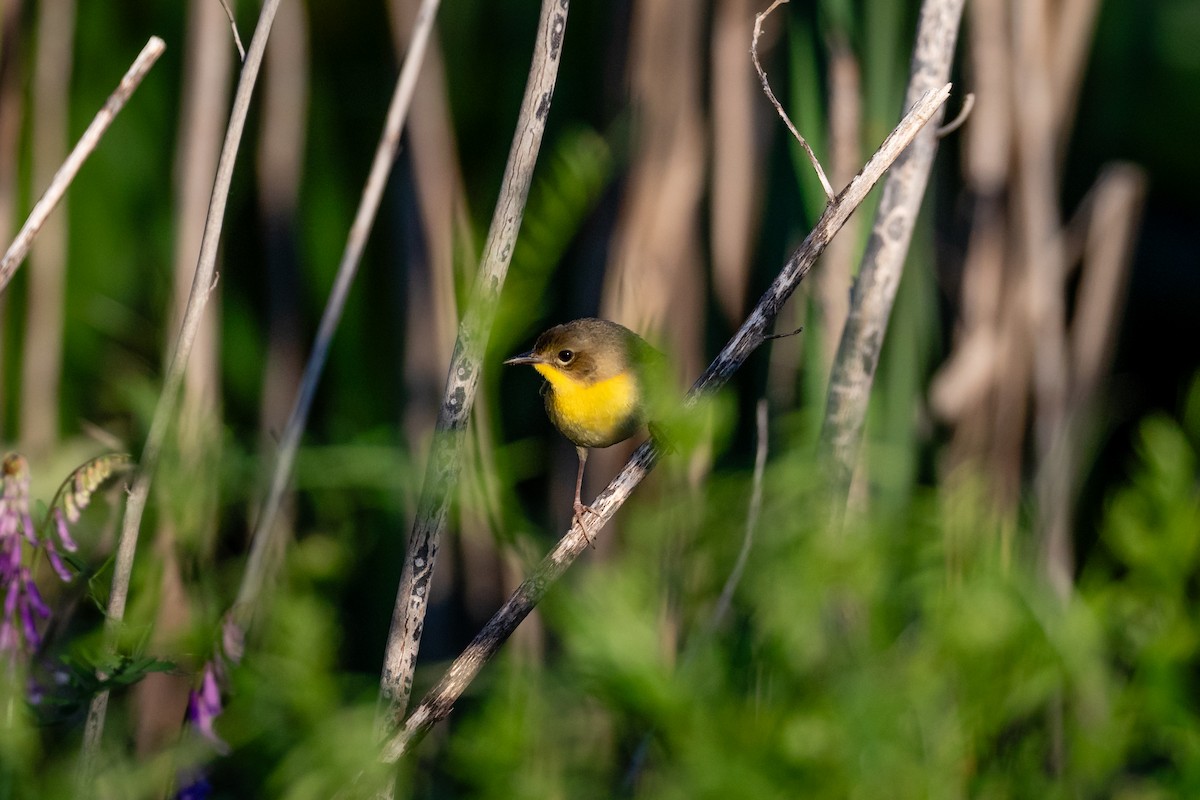 Common Yellowthroat - Scott Record