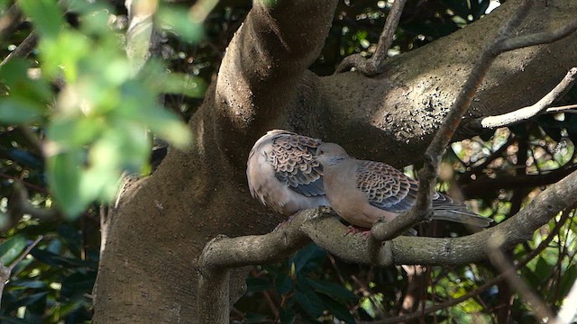 Oriental Turtle-Dove - ML617945180