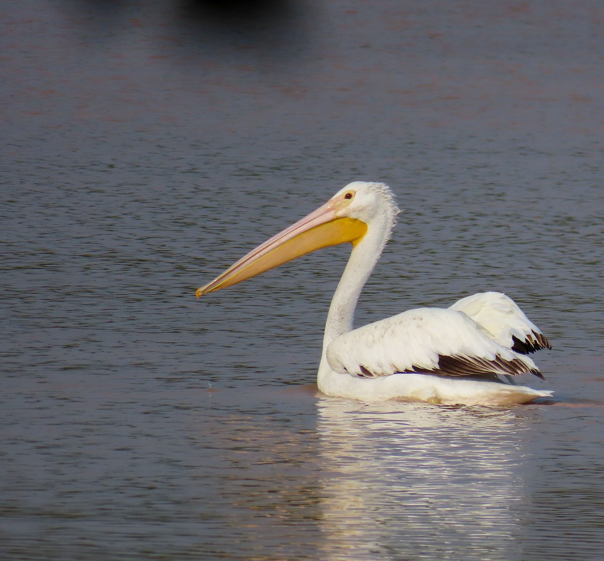 American White Pelican - ML617945196