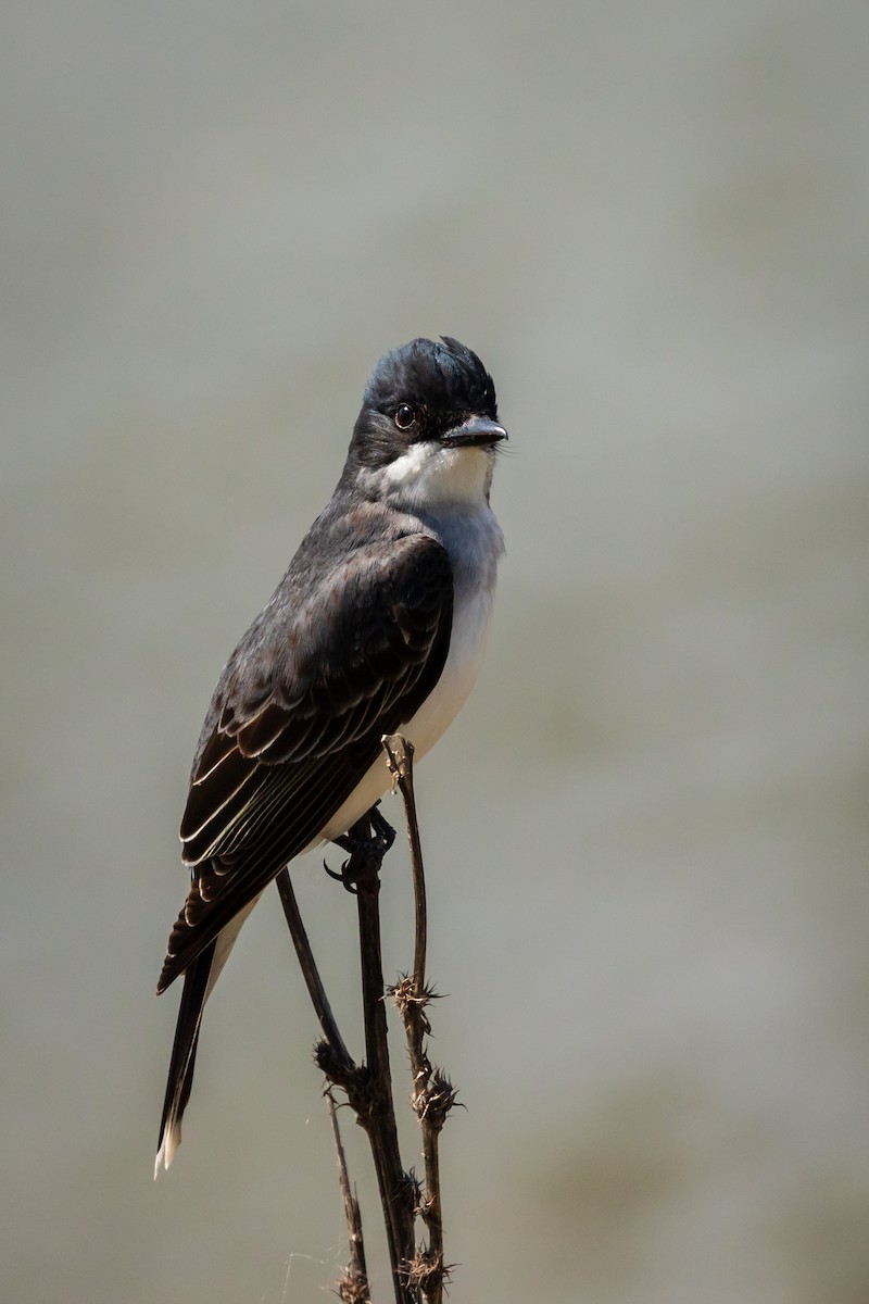 Eastern Kingbird - ML617945199