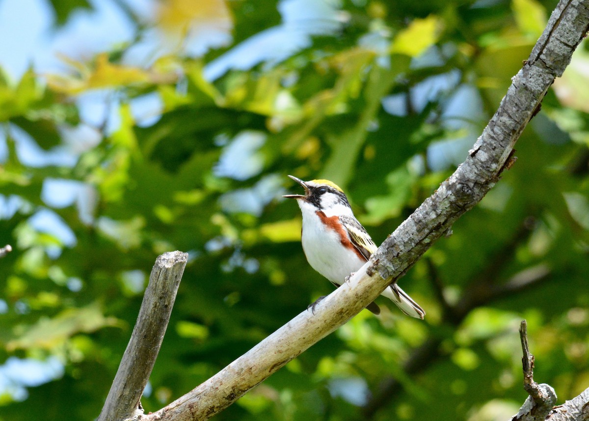 Chestnut-sided Warbler - ML61794521