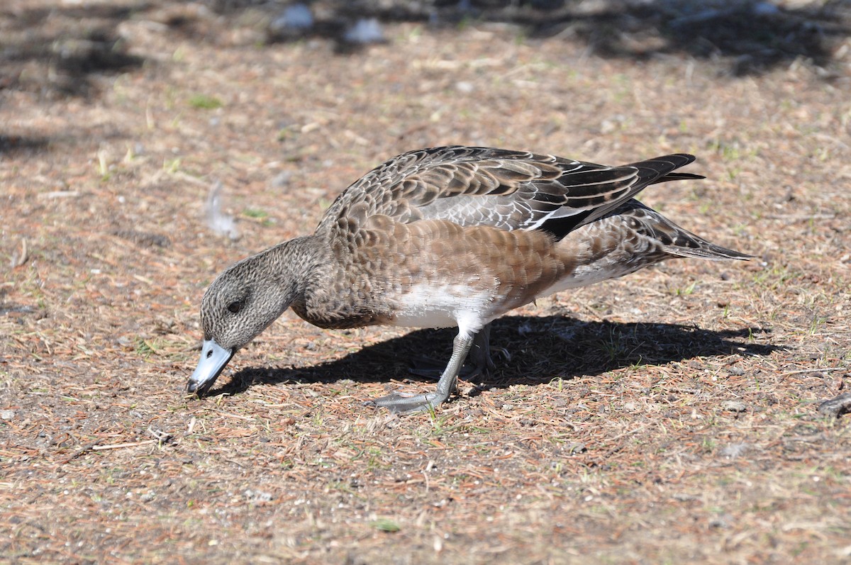 American Wigeon - ML617945234