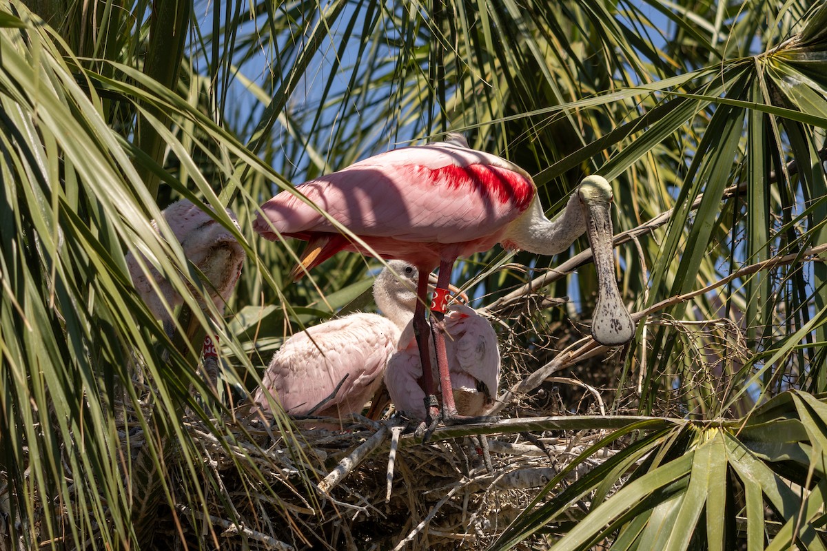 Roseate Spoonbill - ML617945268