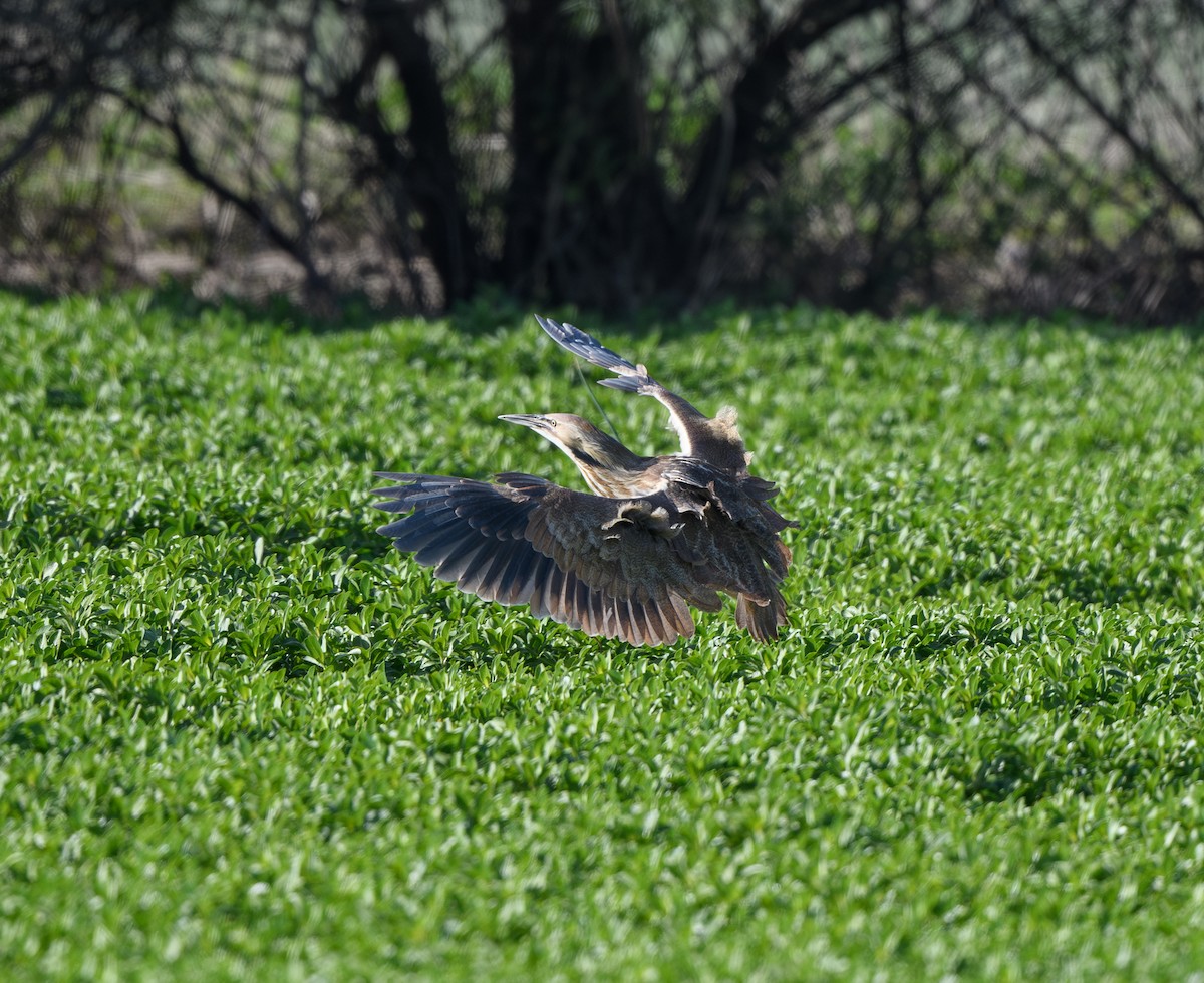 American Bittern - ML617945287