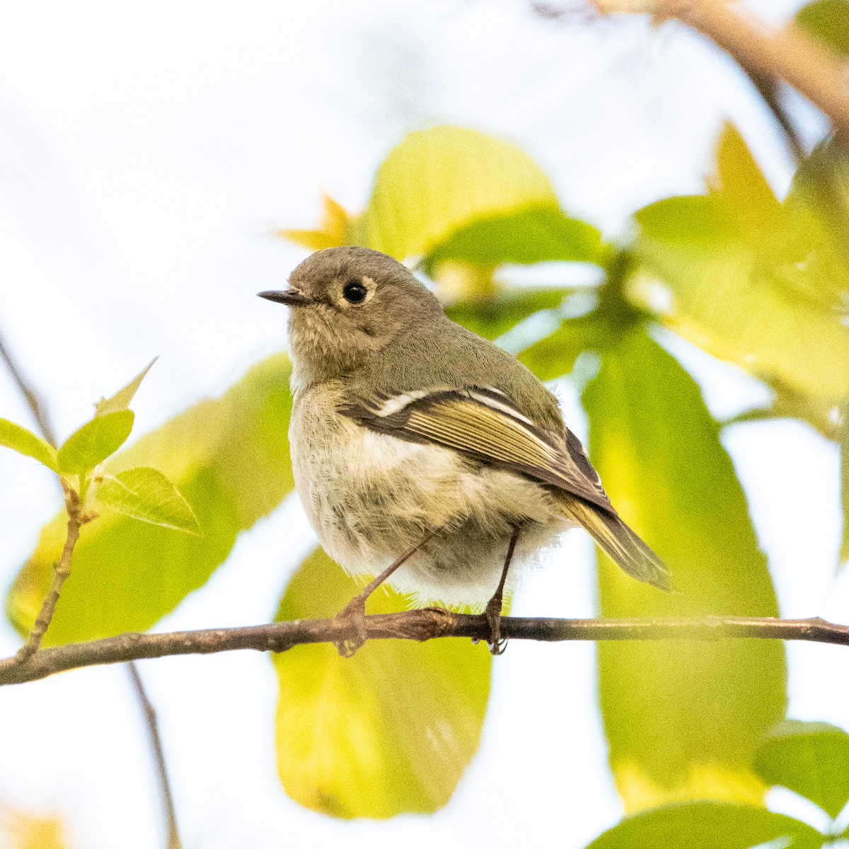 Ruby-crowned Kinglet - ML617945288