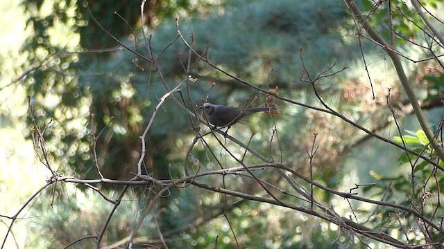 Bulbul à oreillons bruns - ML617945300