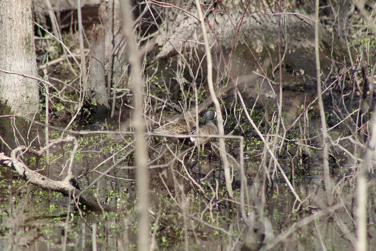 Blue-winged Teal - ML617945311