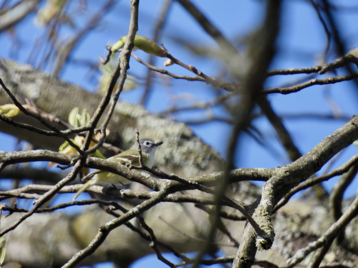 Blue-headed Vireo - ML617945344