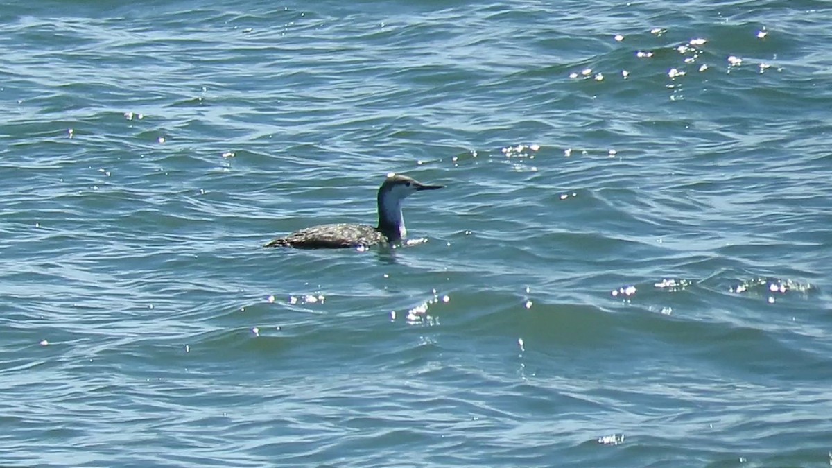 Red-throated Loon - ML617945351